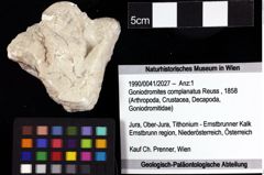 Foto (Objket + Etiketten) von Goniodromites complanatus (Reuss, 1858) 